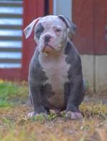 Spot, a male American Bulldog for sale in Steubenville, OH – 3 of 5
