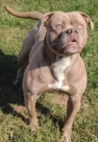 Izzy, a female American Bulldog for sale in Steubenville, OH – 8 of 8
