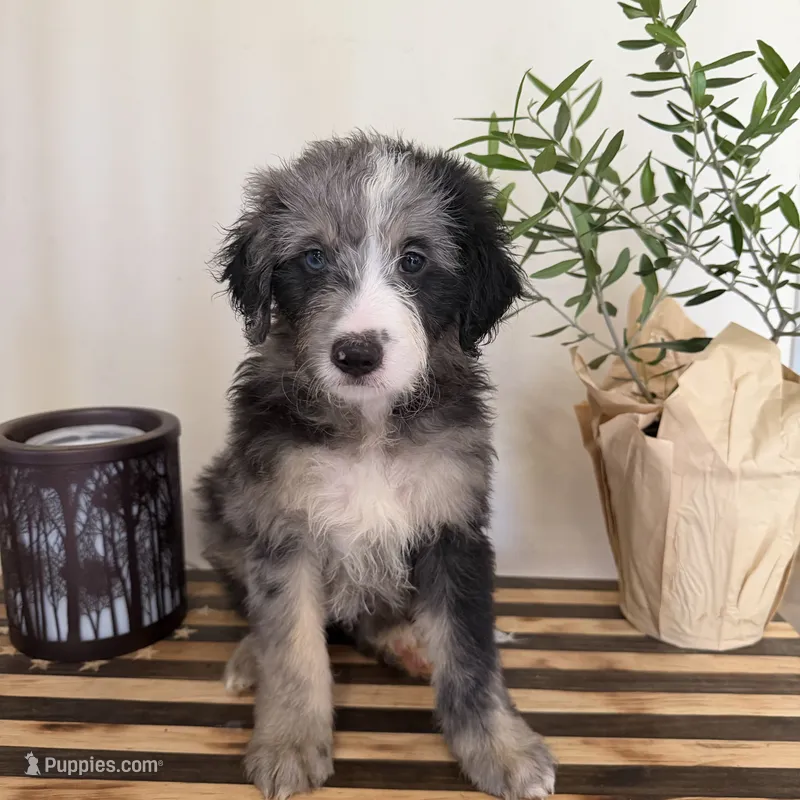 Teddy – Miniature Goldendoodle, Golden Mountain Doodle puppy for sale in Mount Sinai, NY