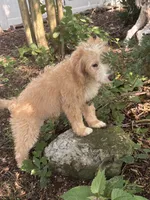 Nova, a female Miniature Bernedoodle and Miniature Goldendoodle for sale in Mount Sinai, NY – 3 of 4