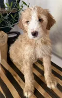 Max, a male Miniature Goldendoodle and Golden Mountain Doodle for sale in Mount Sinai, NY – 7 of 7
