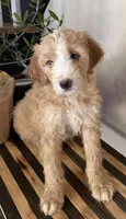 Max, a male Miniature Goldendoodle and Golden Mountain Doodle for sale in Mount Sinai, NY – 6 of 7