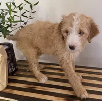 Max, a male Miniature Goldendoodle and Golden Mountain Doodle for sale in Mount Sinai, NY – 5 of 7