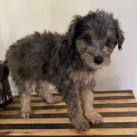 Lucy, a female Miniature Bernedoodle and Golden Mountain Doodle for sale in Mount Sinai, NY – 7 of 8
