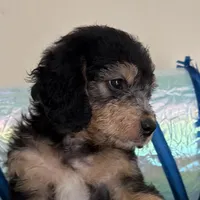 Bella, a female Miniature Bernedoodle and Golden Mountain Doodle for sale in Mount Sinai, NY – 2 of 5