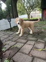 Nova, a female Miniature Bernedoodle and Miniature Goldendoodle for sale in Mount Sinai, NY – 4 of 4