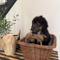 Sherman, a male Miniature Goldendoodle and Golden Mountain Doodle for sale in Mount Sinai, NY – 5 of 8