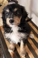 Sherlock, a male Miniature Goldendoodle and Golden Mountain Doodle for sale in Mount Sinai, NY – 3 of 7