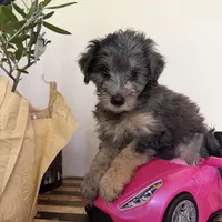 Lucy, a female Miniature Bernedoodle and Golden Mountain Doodle for sale in Mount Sinai, NY – 1 of 8