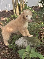 Nova, a female Miniature Bernedoodle and Miniature Goldendoodle for sale in Mount Sinai, NY – 2 of 4