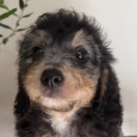 Bella, a female Miniature Bernedoodle and Golden Mountain Doodle for sale in Mount Sinai, NY – 4 of 5