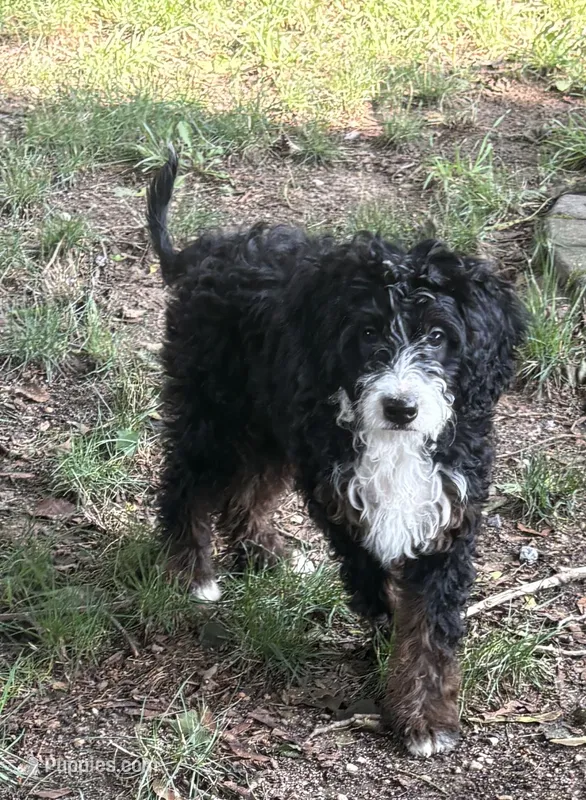 Pixie  – Miniature Bernedoodle, Miniature Goldendoodle puppy for sale in Mount Sinai, NY