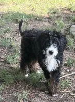 Pixie , a female Golden Mountain Doodle for sale in Mount Sinai, NY – 1 of 4