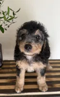 Bella, a female Miniature Bernedoodle and Golden Mountain Doodle for sale in Mount Sinai, NY – 5 of 5