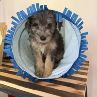 Lucy, a female Miniature Bernedoodle and Golden Mountain Doodle for sale in Mount Sinai, NY – 4 of 8