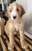 Max, a male Miniature Goldendoodle and Golden Mountain Doodle for sale in Mount Sinai, NY – 2 of 7