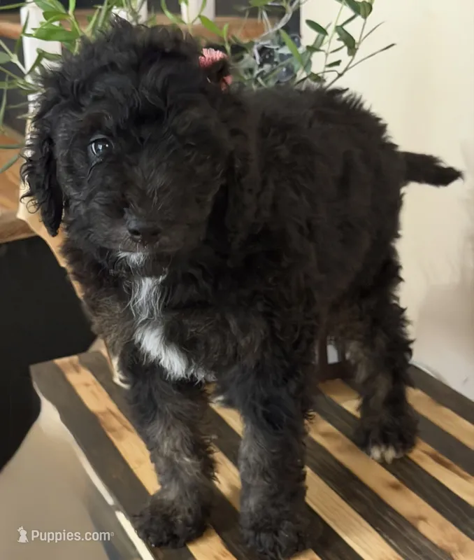 Khloe – Miniature Goldendoodle, Golden Mountain Doodle puppy for sale in Mount Sinai, NY