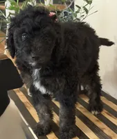 Khloe, a female Miniature Goldendoodle and Golden Mountain Doodle for sale in Mount Sinai, NY – 1 of 5