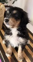 Sherlock, a male Miniature Goldendoodle and Golden Mountain Doodle for sale in Mount Sinai, NY – 2 of 7