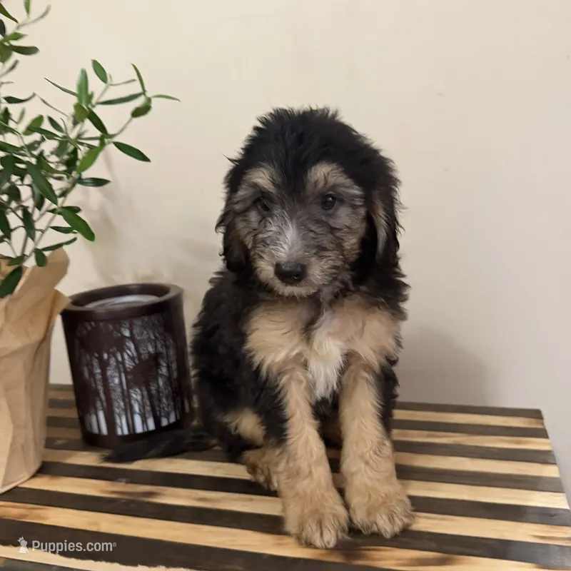 Charlie Bear – Miniature Bernedoodle, Golden Mountain Doodle puppy for sale in Mount Sinai, NY