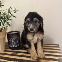 Charlie Bear, a male Miniature Bernedoodle and Golden Mountain Doodle for sale in Mount Sinai, NY – 1 of 4