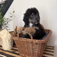 Sherman, a male Miniature Goldendoodle and Golden Mountain Doodle for sale in Mount Sinai, NY – 6 of 8