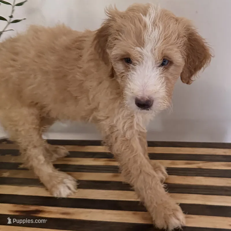 Max – Miniature Goldendoodle, Golden Mountain Doodle puppy for sale in Mount Sinai, NY