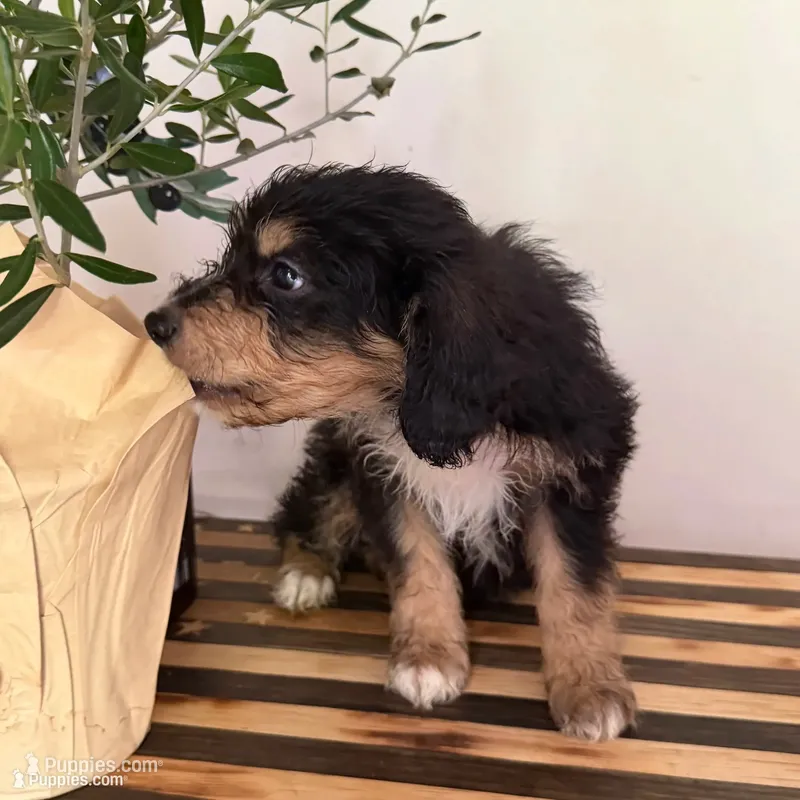Sherlock – Miniature Goldendoodle, Golden Mountain Doodle puppy for sale in Mount Sinai, NY
