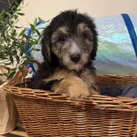 Charlie Bear, a male Miniature Bernedoodle and Golden Mountain Doodle for sale in Mount Sinai, NY – 4 of 4
