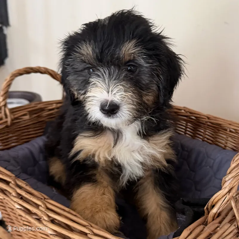Chippies – Miniature Bernedoodle, Golden Mountain Doodle puppy for sale in Mount Sinai, NY