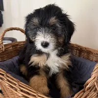 Chippies, a female Miniature Bernedoodle and Golden Mountain Doodle for sale in Mount Sinai, NY – 1 of 5