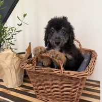 Sherman, a male Miniature Goldendoodle and Golden Mountain Doodle for sale in Mount Sinai, NY – 8 of 8