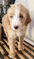 Max, a male Miniature Goldendoodle and Golden Mountain Doodle for sale in Mount Sinai, NY – 3 of 7