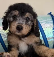 Bella, a female Miniature Bernedoodle and Golden Mountain Doodle for sale in Mount Sinai, NY – 3 of 5