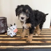 Chippies, a female Miniature Bernedoodle and Golden Mountain Doodle for sale in Mount Sinai, NY – 5 of 5