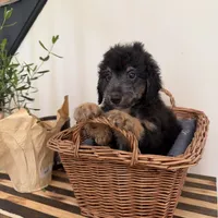 Sherman, a male Miniature Goldendoodle and Golden Mountain Doodle for sale in Mount Sinai, NY – 4 of 8