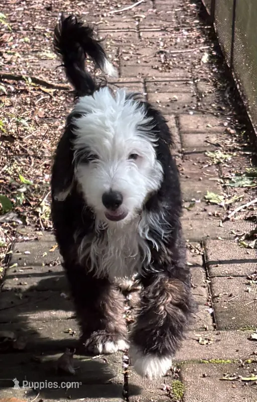 Apollo  – Miniature Bernedoodle, Miniature Goldendoodle puppy for sale in Mount Sinai, NY