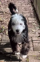 Apollo , a male Miniature Bernedoodle and Miniature Goldendoodle for sale in Mount Sinai, NY – 1 of 4