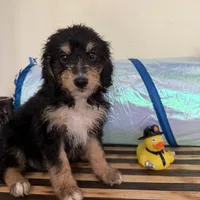 Sherlock, a male Miniature Goldendoodle and Golden Mountain Doodle for sale in Mount Sinai, NY – 5 of 7