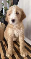 Max, a male Miniature Goldendoodle and Golden Mountain Doodle for sale in Mount Sinai, NY – 4 of 7