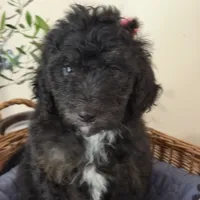 Khloe, a female Miniature Goldendoodle and Golden Mountain Doodle for sale in Mount Sinai, NY – 2 of 5