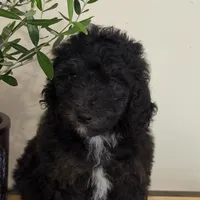 Khloe, a female Miniature Goldendoodle and Golden Mountain Doodle for sale in Mount Sinai, NY – 4 of 5