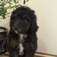 Khloe, a female Miniature Goldendoodle and Golden Mountain Doodle for sale in Mount Sinai, NY – 5 of 5