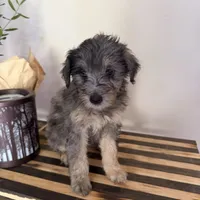 Lucy, a female Miniature Bernedoodle and Golden Mountain Doodle for sale in Mount Sinai, NY – 3 of 8
