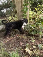 Pixie , a female Golden Mountain Doodle for sale in Mount Sinai, NY – 3 of 4
