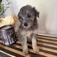 Lucy, a female Miniature Bernedoodle and Golden Mountain Doodle for sale in Mount Sinai, NY – 5 of 8