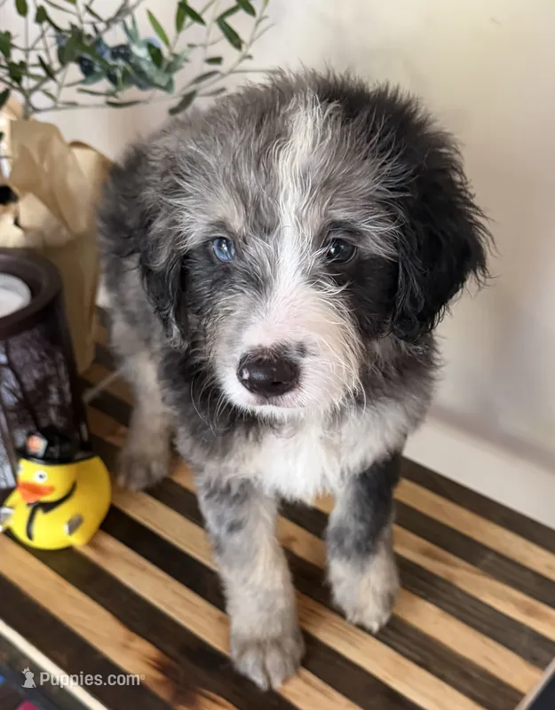 Teddy – Miniature Goldendoodle, Golden Mountain Doodle puppy for sale in Mount Sinai, NY