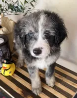 Teddy, a male Miniature Goldendoodle and Golden Mountain Doodle for sale in Mount Sinai, NY – 1 of 5