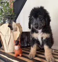 Sherman, a male Miniature Goldendoodle and Golden Mountain Doodle for sale in Mount Sinai, NY – 3 of 8