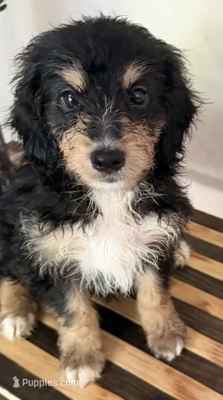 Sherlock – Miniature Goldendoodle, Golden Mountain Doodle puppy for sale in Mount Sinai, NY